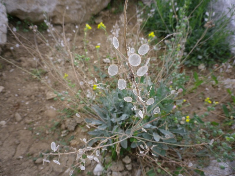 Alyssoides utriculata / Vesicaria maggiore